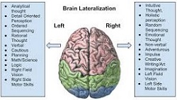 brain2.jpg